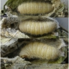 musch proto larva5 volg3 